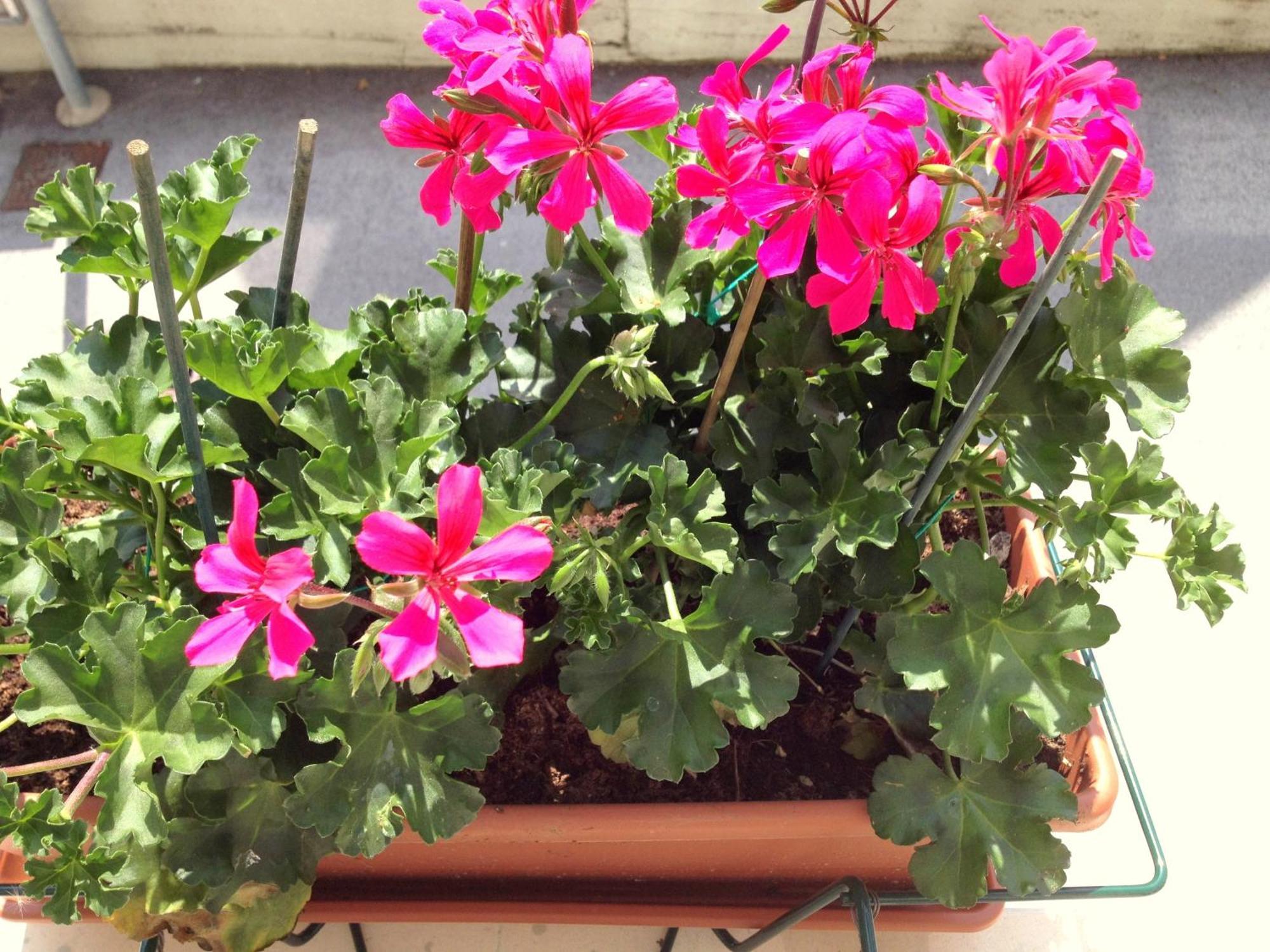 Hotel Villa Cinzia Villanova Mondovì 部屋 写真